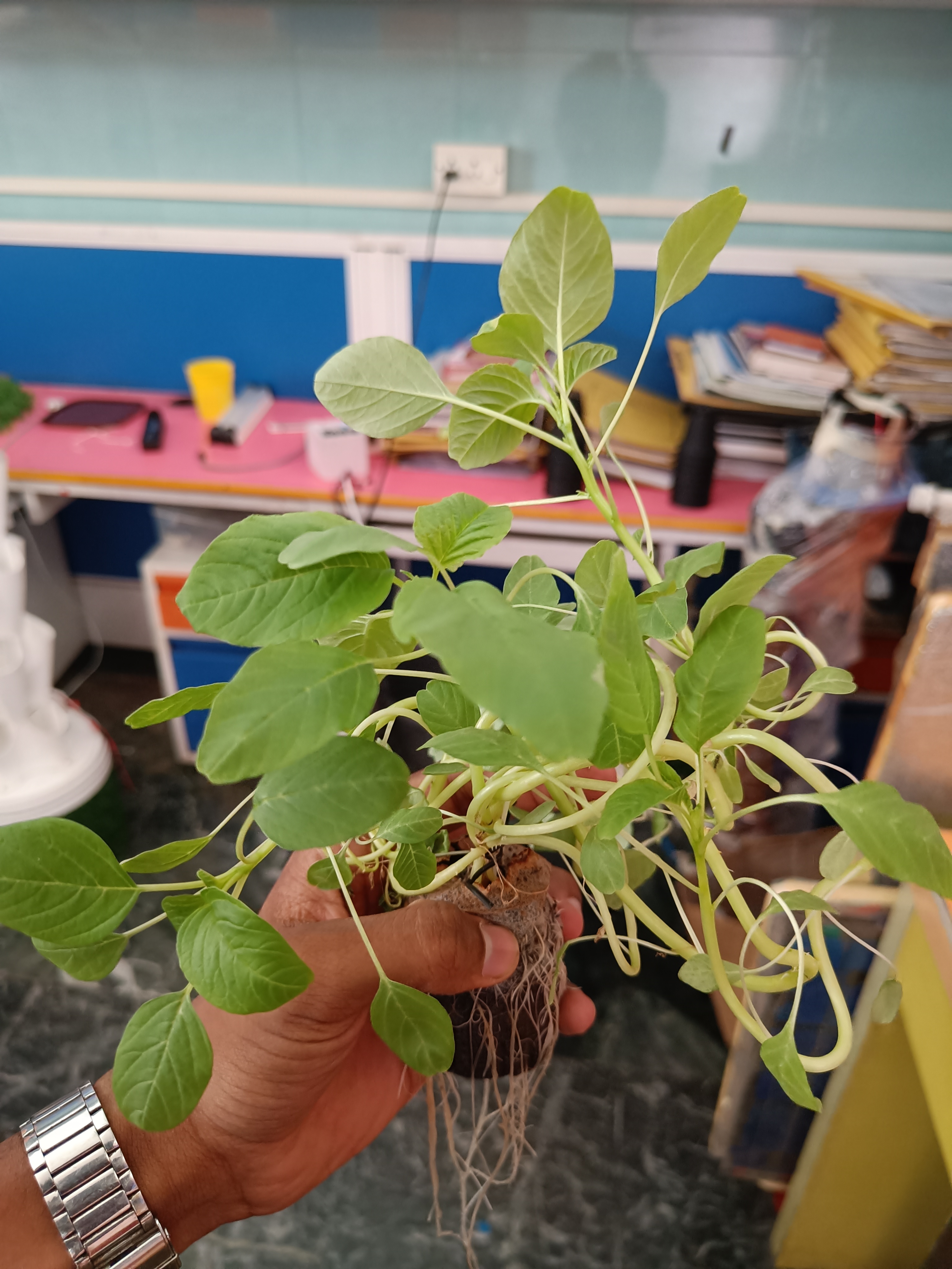 Amaranthus grown with SmartGrow