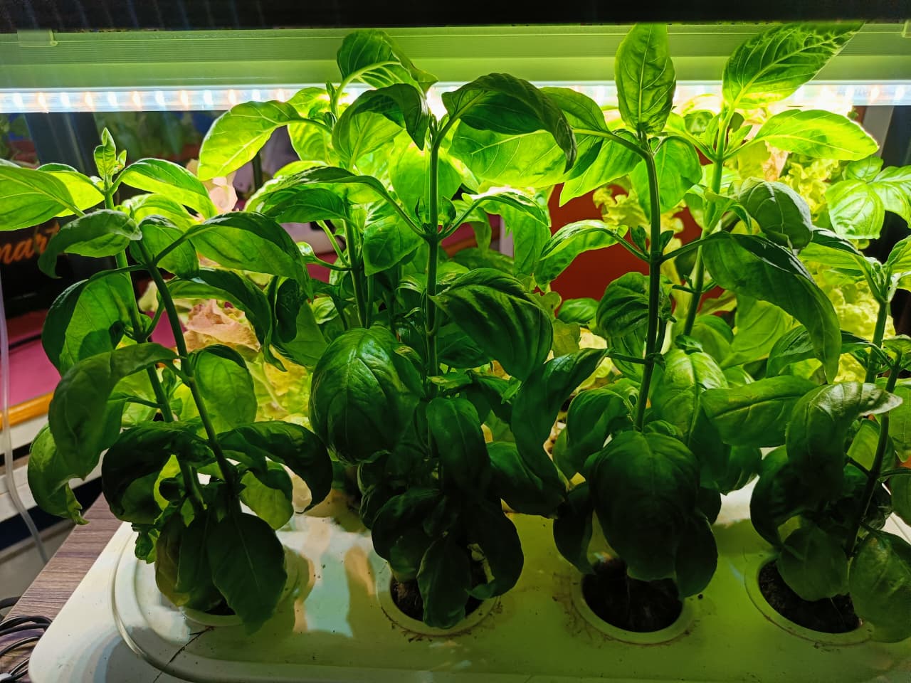 Basil grown with SmartGrow