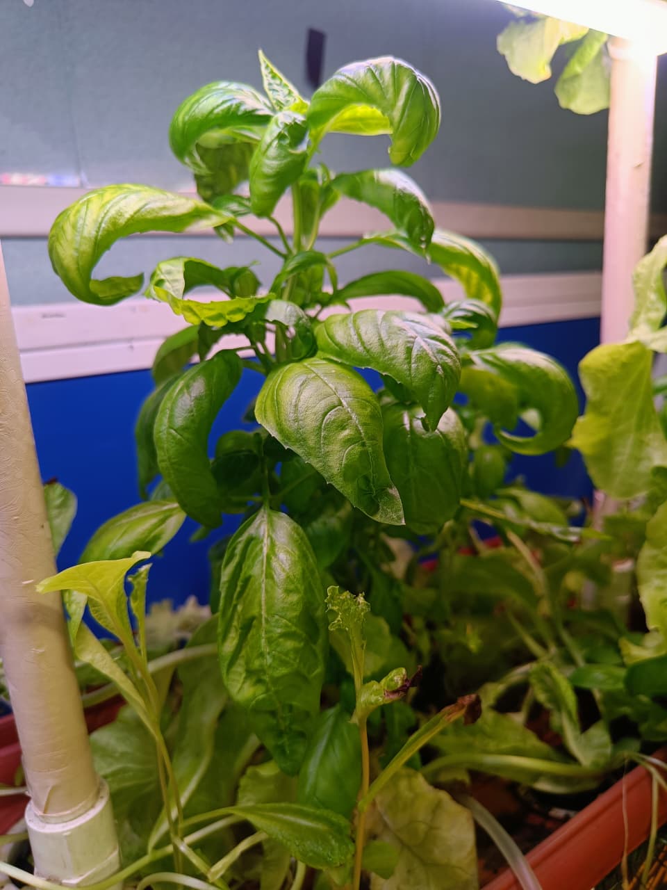 Italian Basil grown with SmartGrow