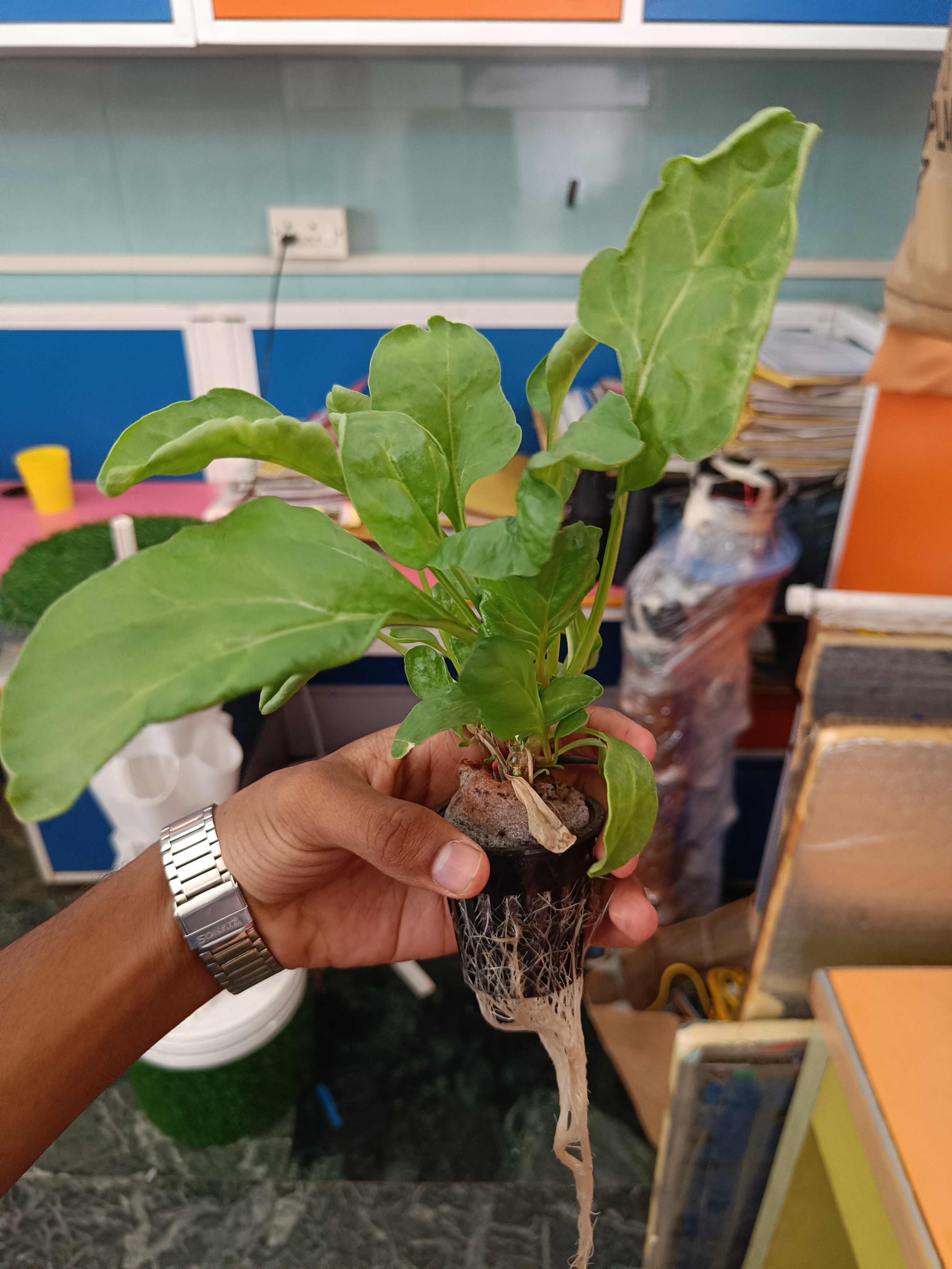 Spinach grown with SmartGrow